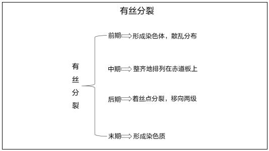 高中生物《有絲分裂》教案