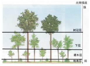高中地理知識(shí)點(diǎn)-植被與環(huán)境